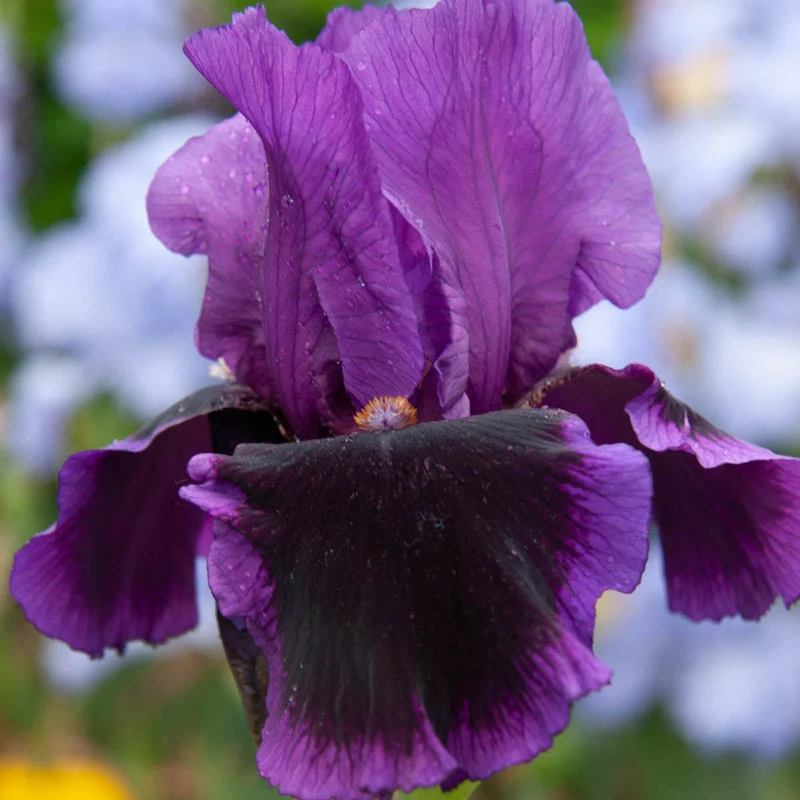 Bouquet Builders Royal Colors Iris Collection - Image 5