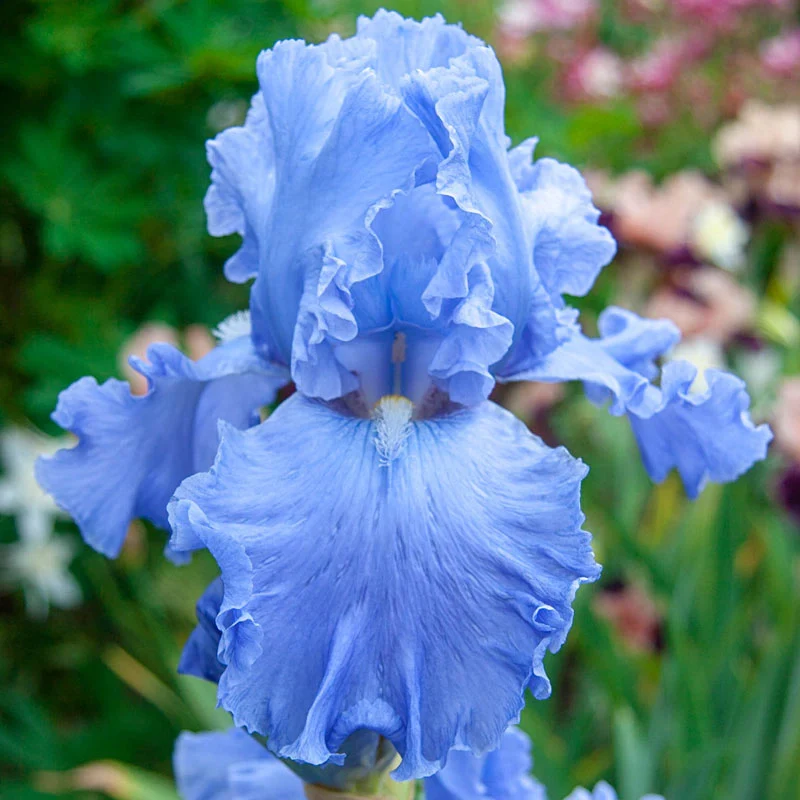 Bouquet Builders Royal Colors Iris Collection - Image 6