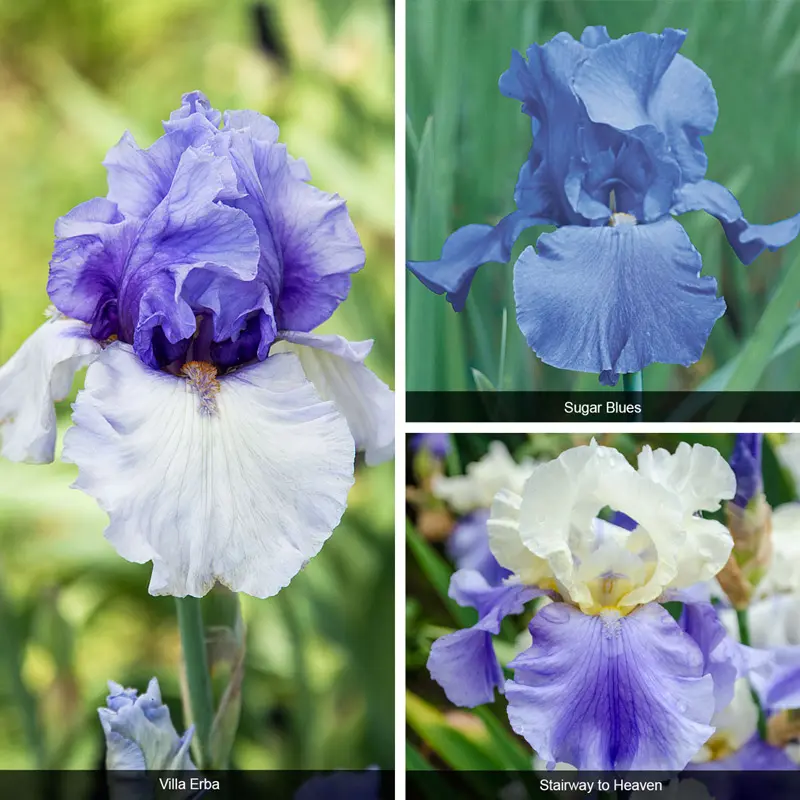 Bouquet Builders Singin' the Blues Collection