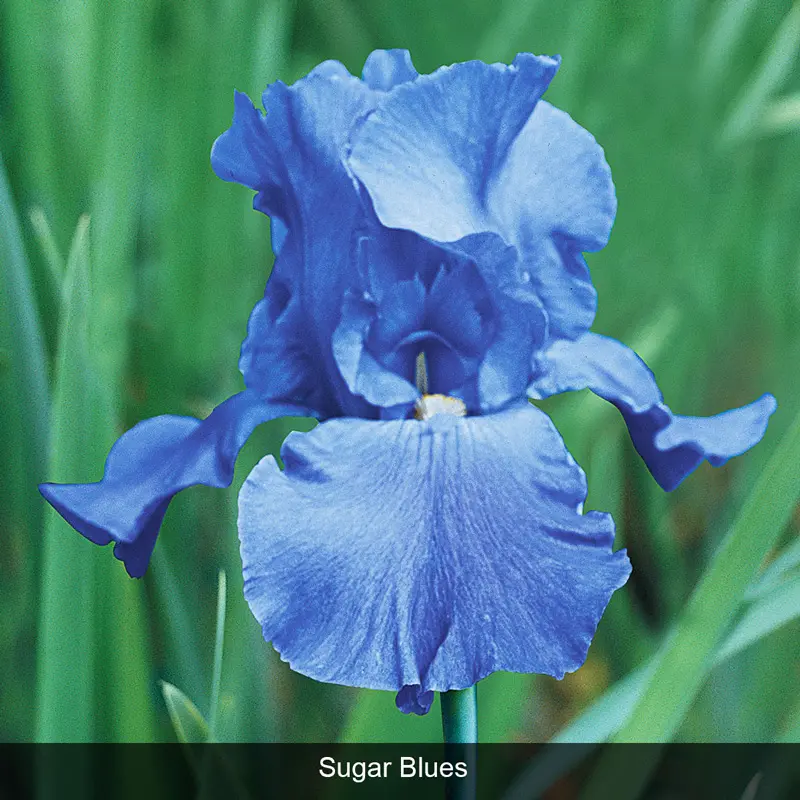 Bouquet Builders Singin' the Blues Collection - Image 3