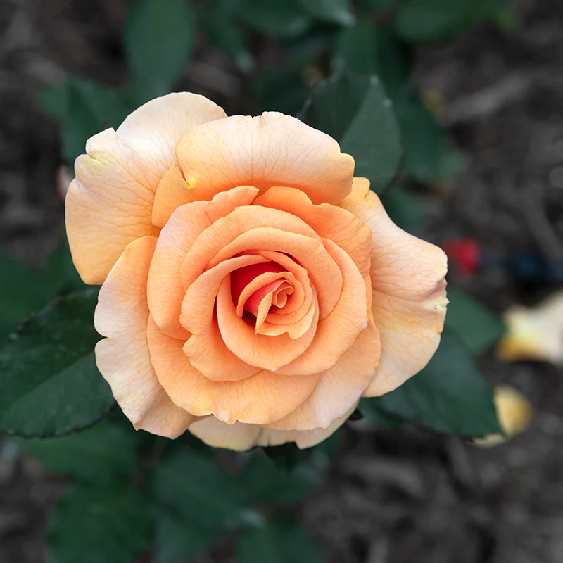 Brandy™ Hybrid Tea Rose - Image 2