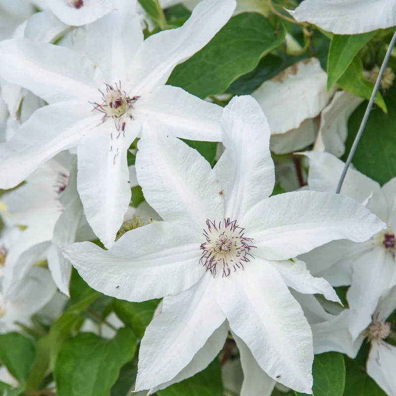 Clematis Beautiful Bride - Image 2