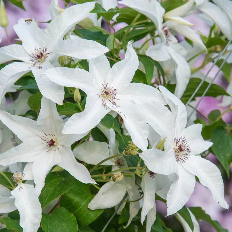 Clematis Beautiful Bride - Image 3