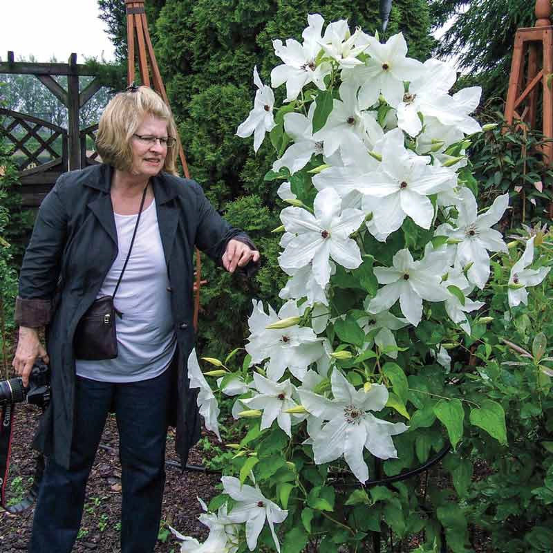 Clematis Beautiful Bride - Image 4