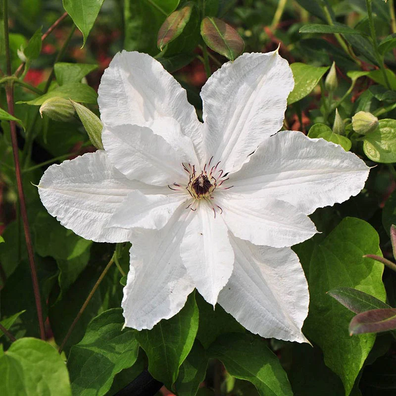 Clematis Beautiful Bride - Image 5