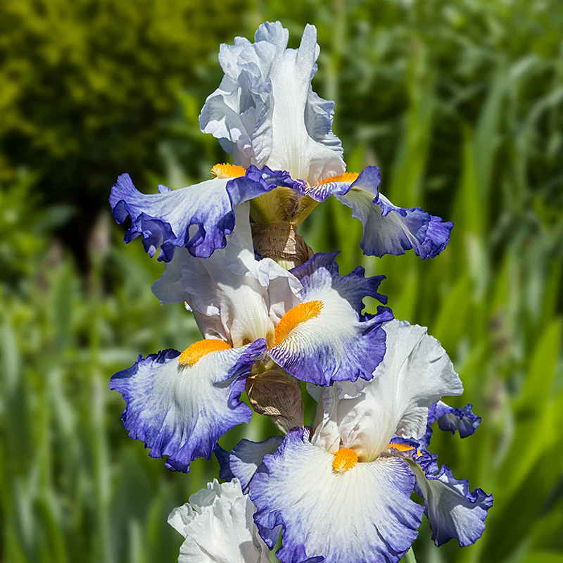 Brilliant Idea Bearded Iris - Image 2