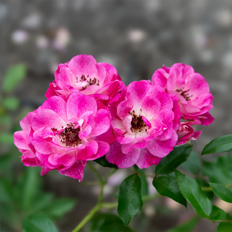 Brilliant Pink Iceberg Floribunda Rose - Image 3