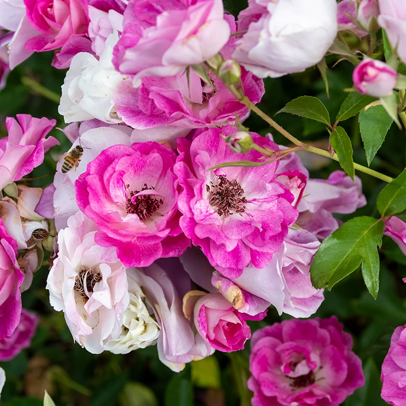 Brilliant Pink Iceberg Floribunda Rose - Image 4