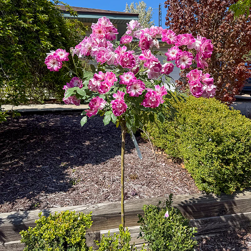 Brilliant Pink Iceberg Floribunda Rose - Image 5
