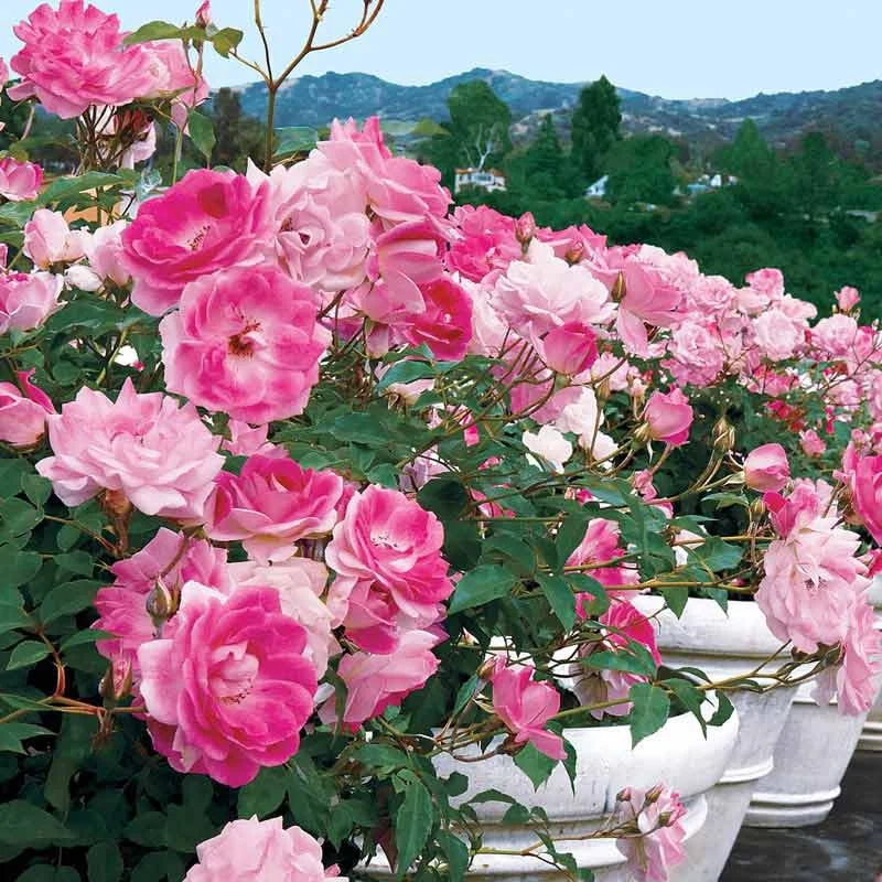 Brilliant Pink Iceberg Floribunda Rose - Image 6