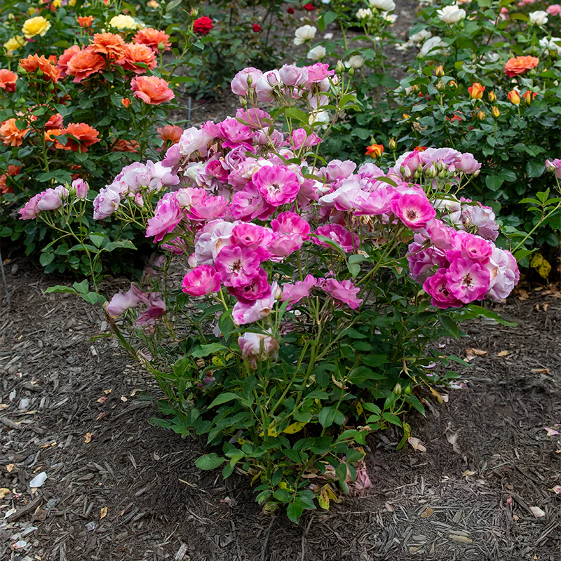 Brilliant Pink Iceberg Floribunda Rose - Image 7