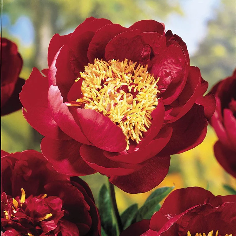 Buckeye Belle Peony - Image 2