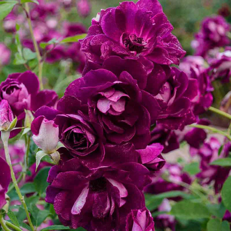 Burgundy Iceberg Rose