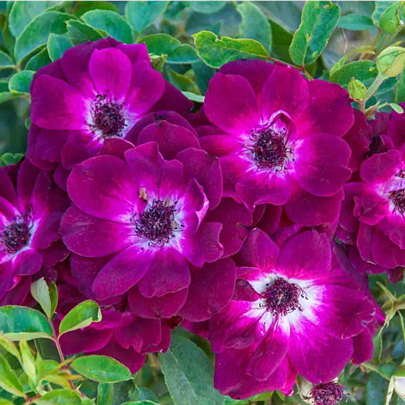 Burgundy Iceberg Rose - Image 3