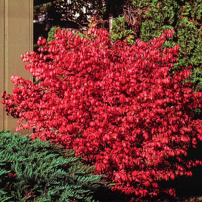 Dwarf Burning Bush - Image 3