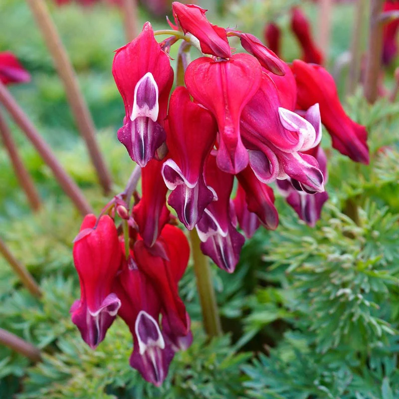 Burning Hearts Dicentra - Image 2
