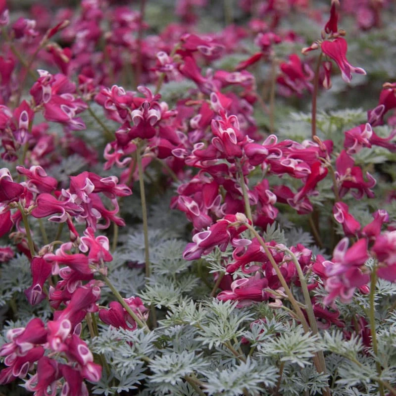 Burning Hearts Dicentra - Image 3