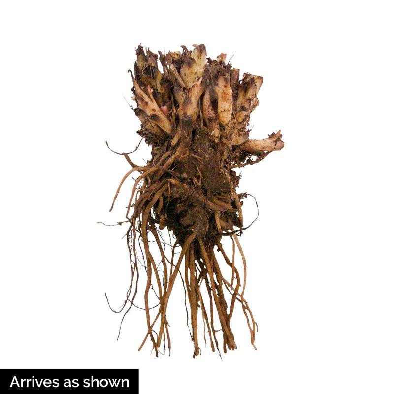 Burning Hearts Dicentra - Image 4