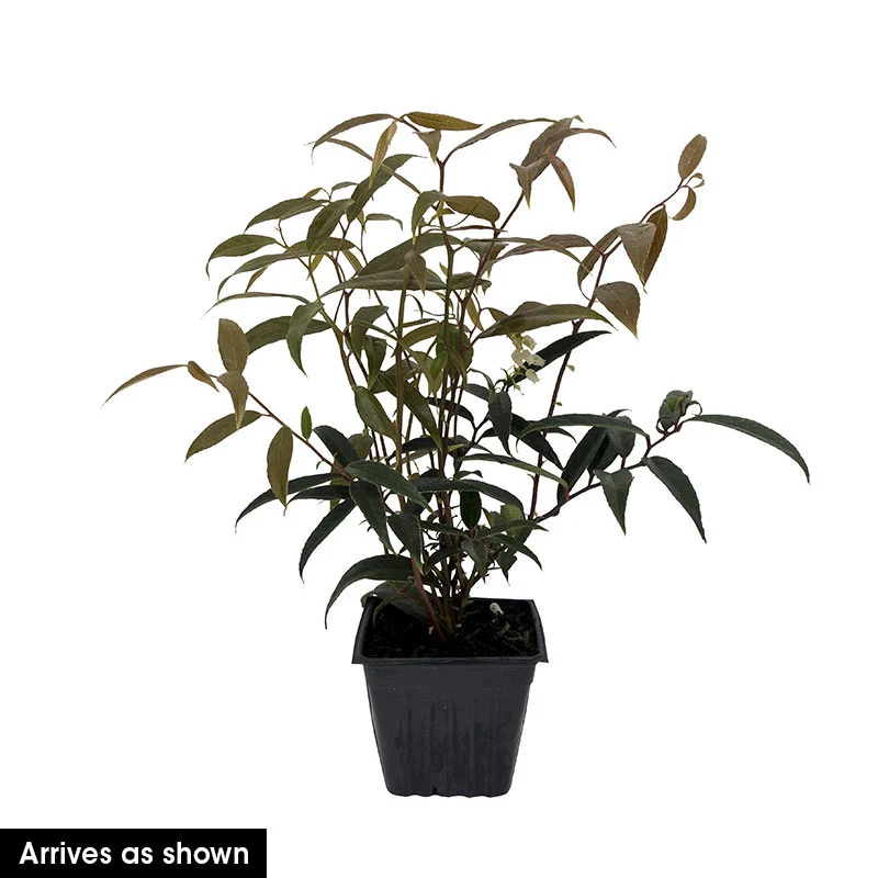 Burning Love Leucothoe - Image 2