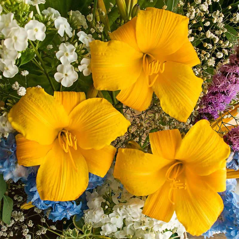 Buttered Popcorn Jumbo Daylily - Image 3