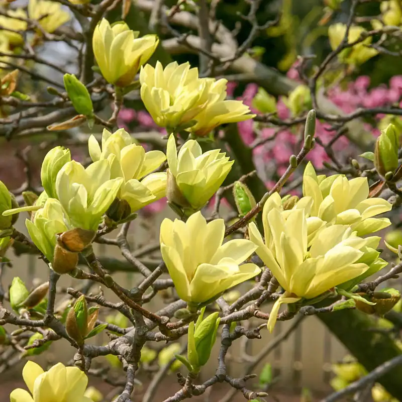 Butterflies Magnolia - Image 2