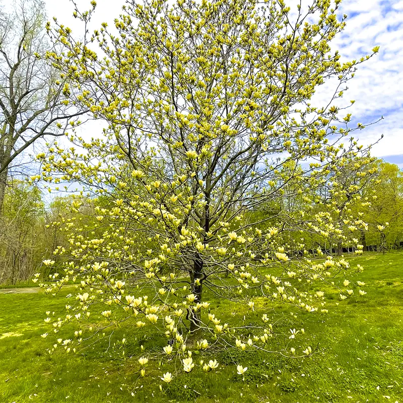 Butterflies Magnolia - Image 3