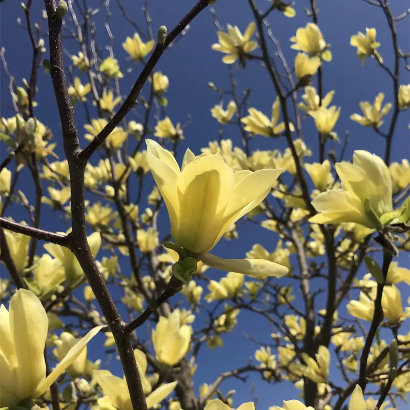Butterflies Magnolia - Image 5