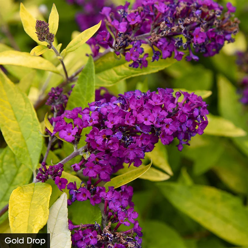 Butterfly Bush Trio - Image 3