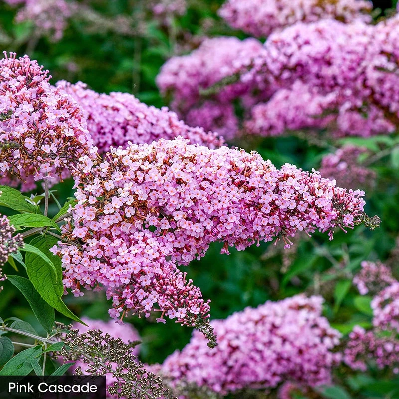 Butterfly Bush Trio - Image 4