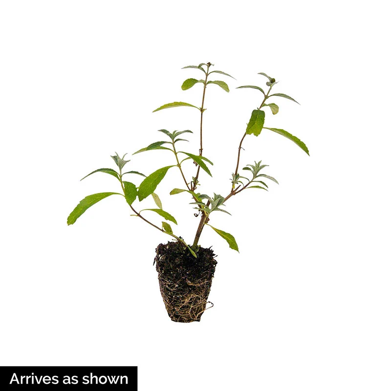 Butterfly Bush Trio - Image 5