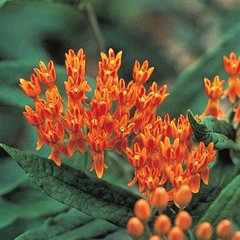 Butterfly Weed - Image 3