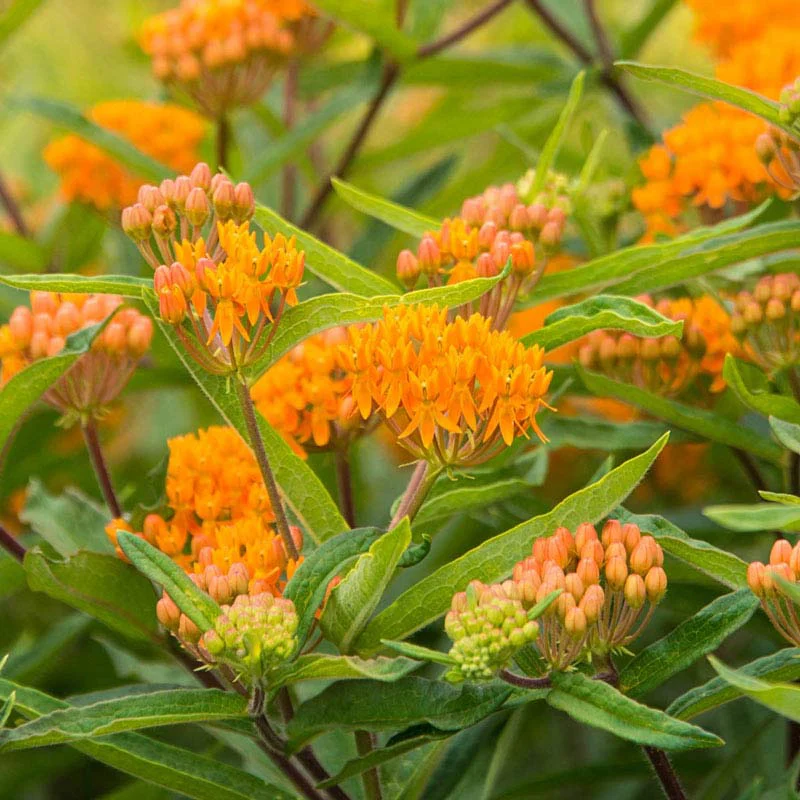 Butterfly Weed - Image 4