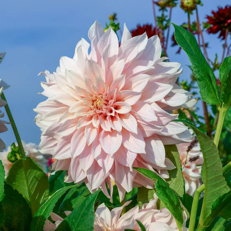 Cafe au Lait Dahlia - Image 2