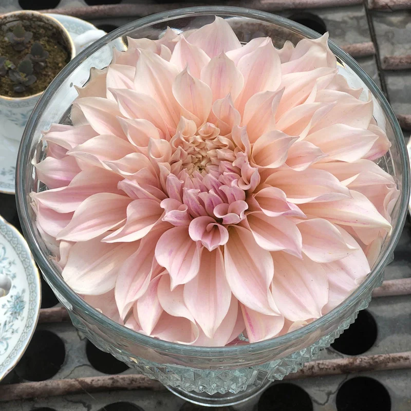 Cafe au Lait Dahlia - Image 3