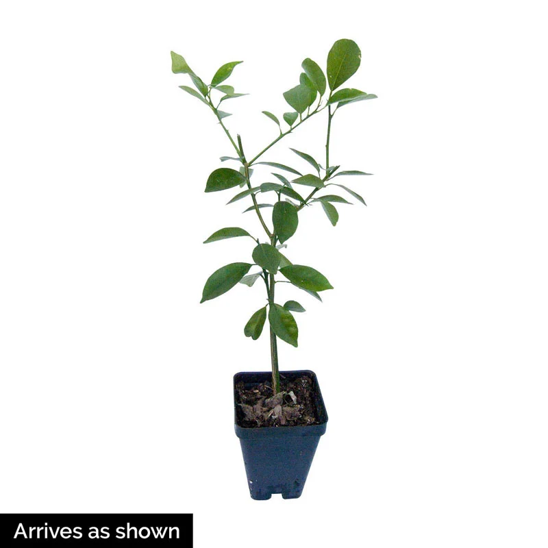 Calamondin Orange Tree - Image 2
