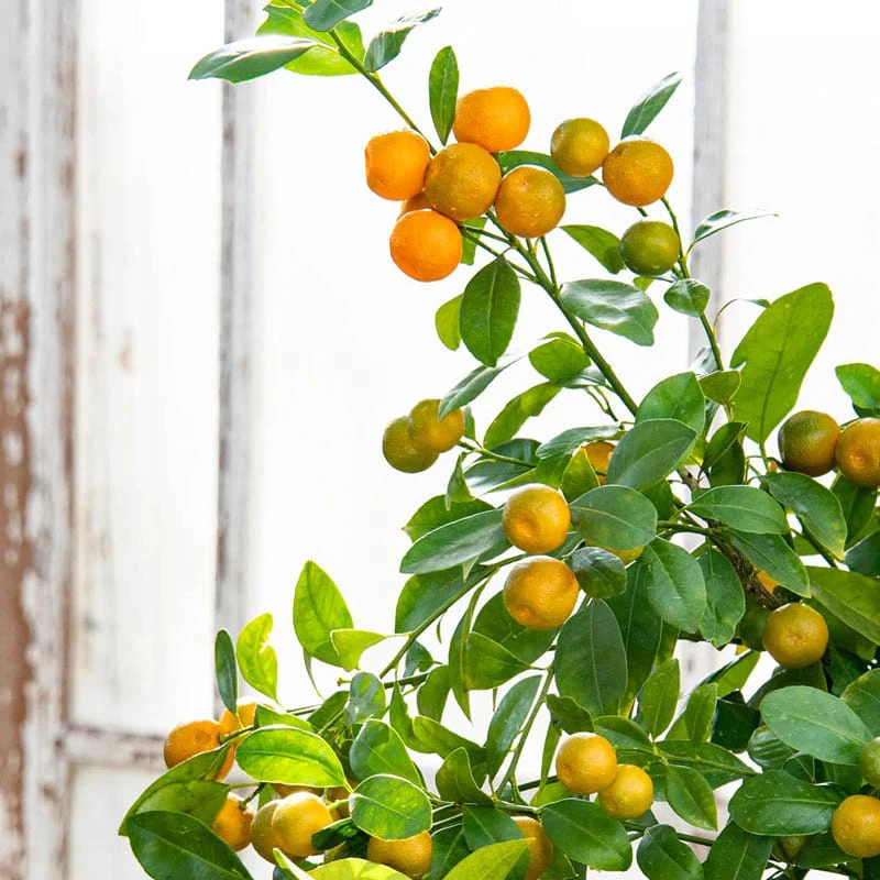 Calamondin Orange Tree - Image 6
