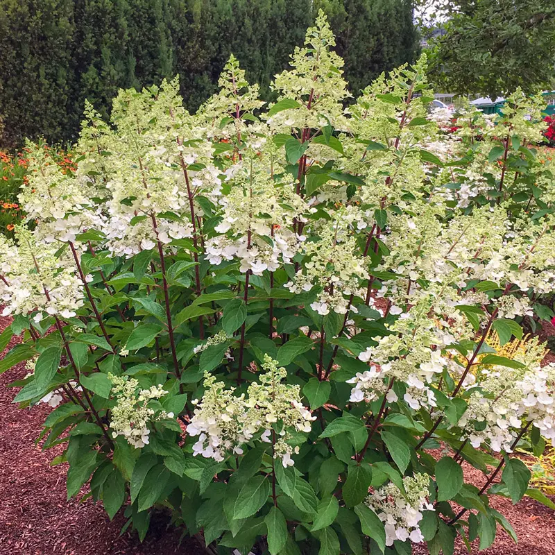 Candelabra® Hydrangea - Image 3