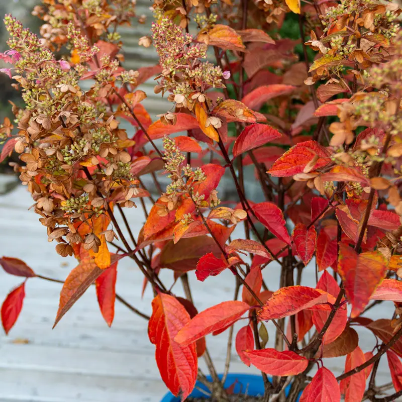 Candelabra® Hydrangea - Image 4