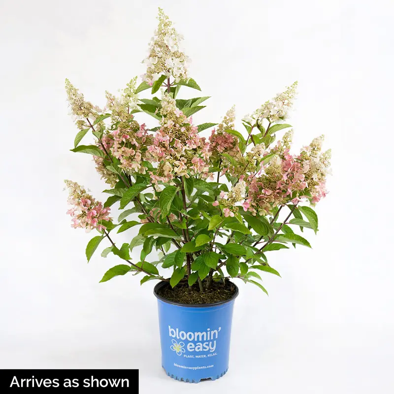 Candelabra® Hydrangea - Image 5