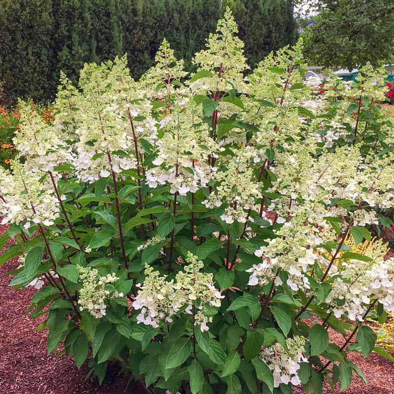 Candelabra® Hydrangea Hedge - Image 2