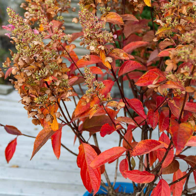 Candelabra® Hydrangea Hedge - Image 3