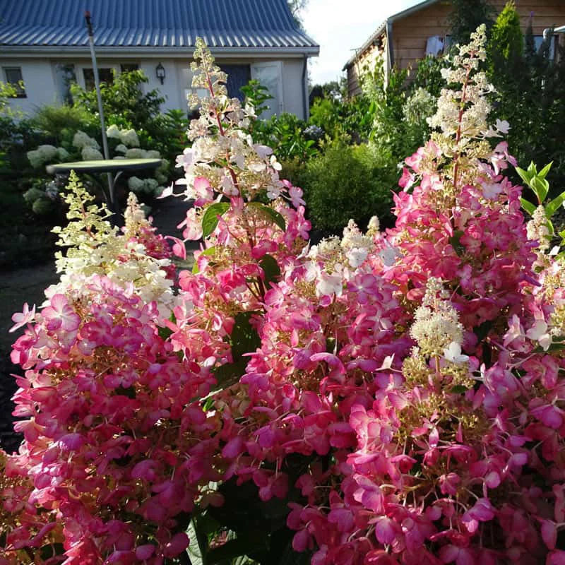 Candelabra® Hydrangea Hedge - Image 4