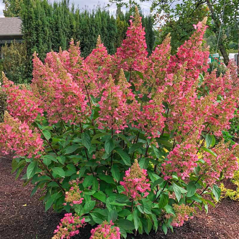 Candelabra® Hydrangea Hedge - Image 5