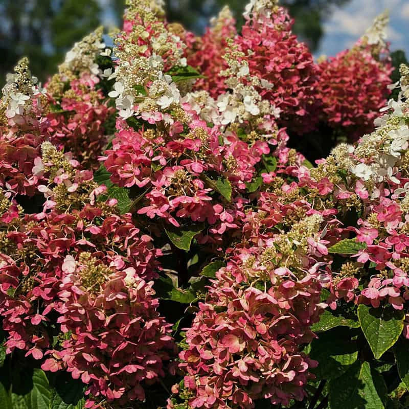 Candelabra® Hydrangea Hedge - Image 7