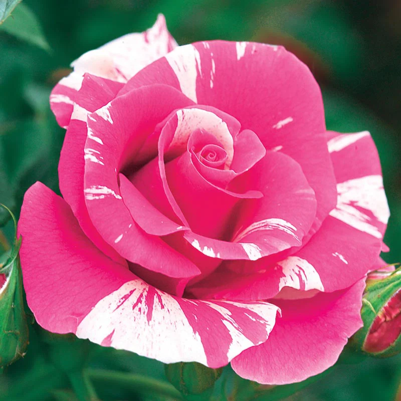 Candy Land Climbing Rose