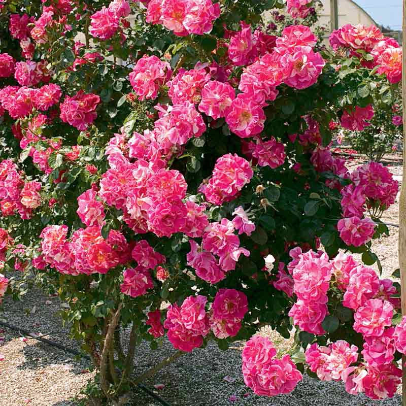 Candy Land Climbing Rose - Image 2