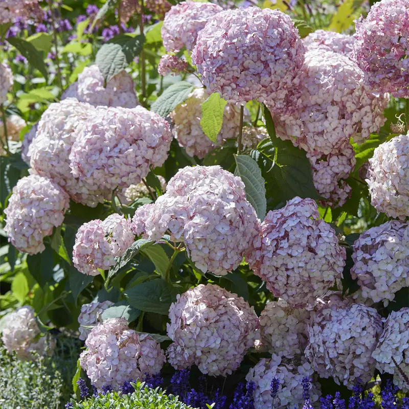 Candybelle® Bubblegum Hydrangea - Image 2