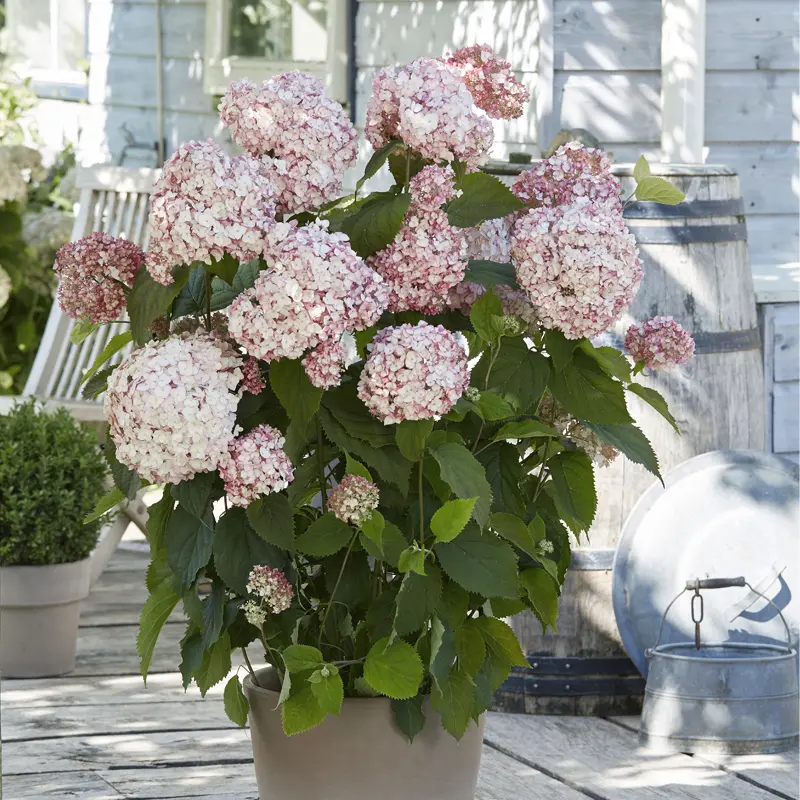 Candybelle® Bubblegum Hydrangea - Image 3