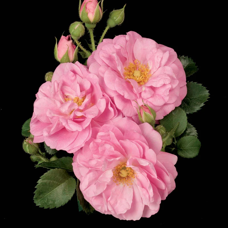 Cape Diamond™ Climbing Rose - Image 2