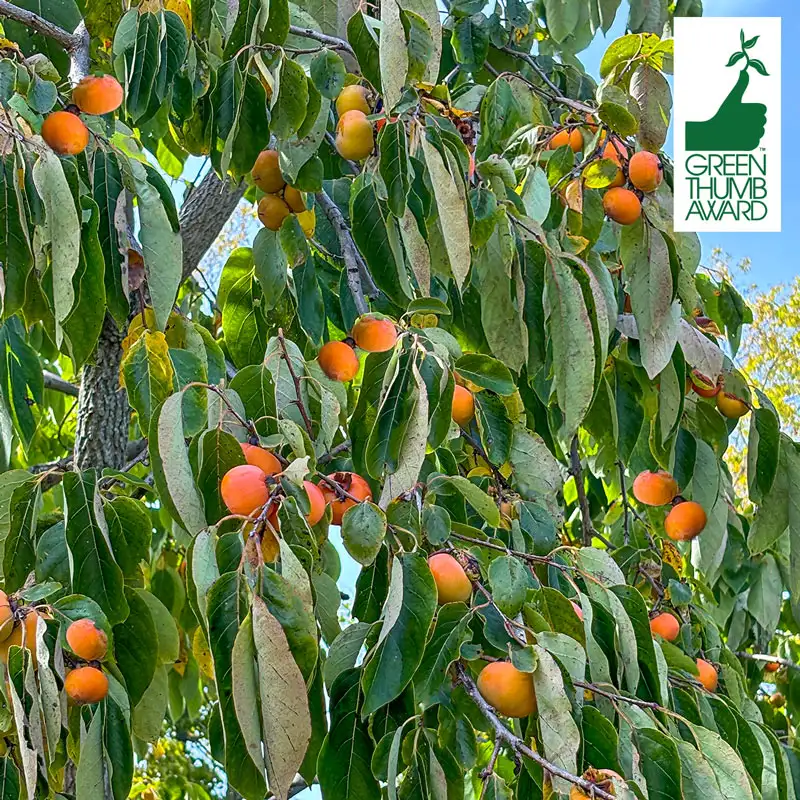 Caramel Cocktail Persimmon Tree
